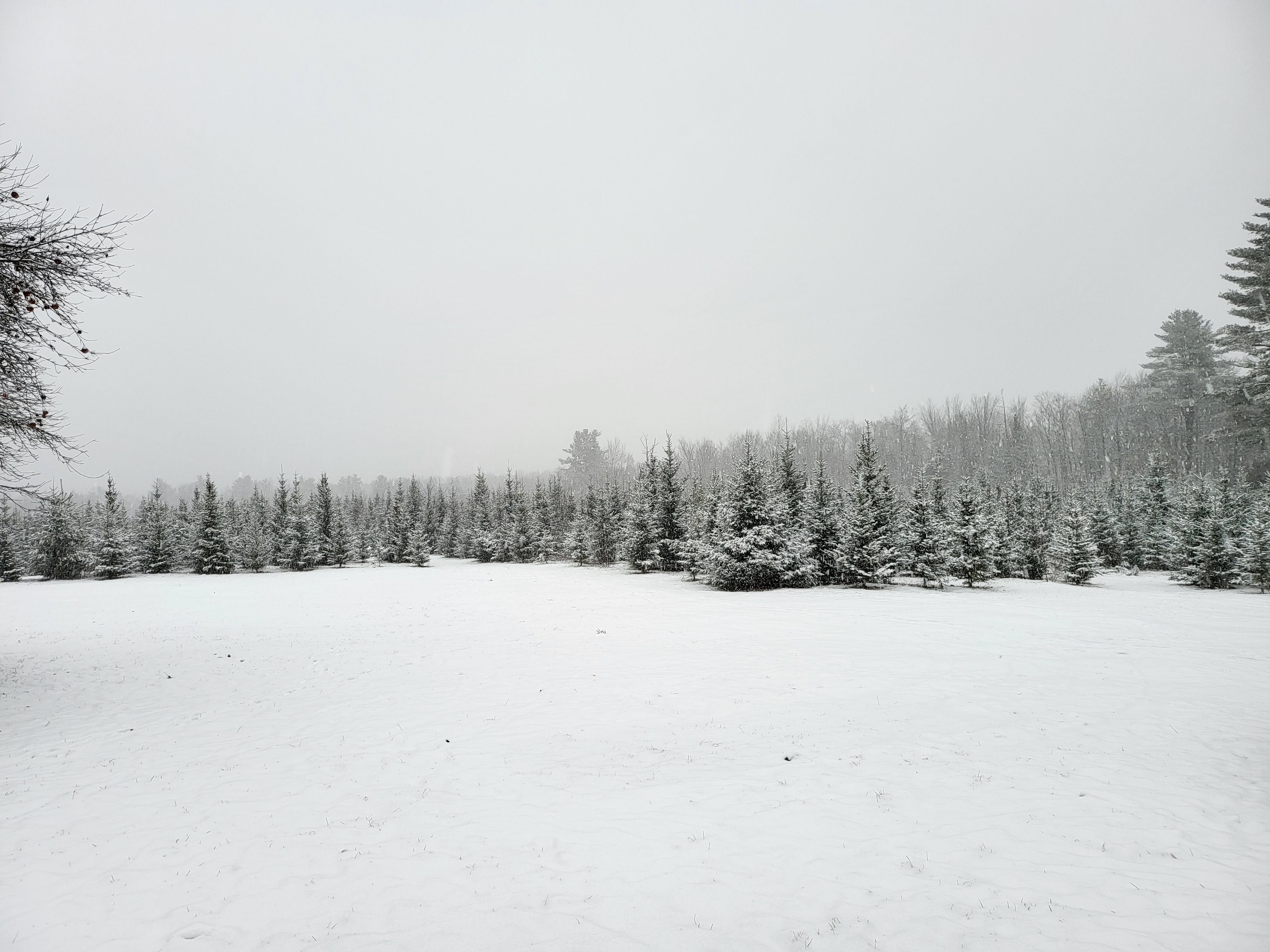 Flower field hero slide